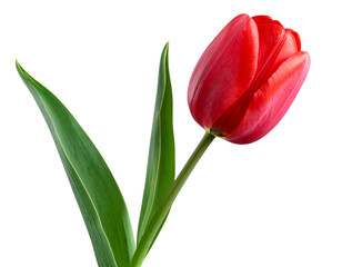 Naklejka premium Yellow Tulip Stem Curved with Leaves, Minimalist Transparent PNG