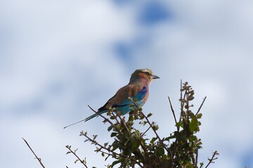 Gabelracke (Coracias caudatus) im Etoscha Nationalpark in Namibia