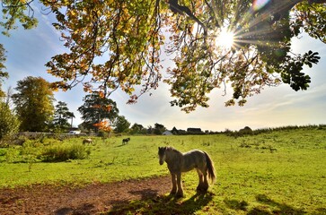 horse in the Ireland fields