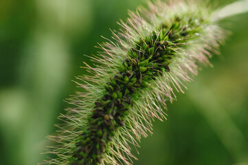 Foxtail grass in the sunshine
