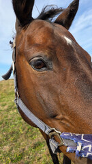 Beautiful brown horse with long mane stands prominently in natural landscape during light