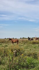 Naklejka premium Thoroughbred horse mare on pasture. Farm animal.