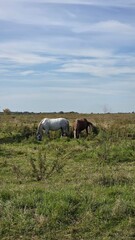 Fototapeta premium Thoroughbred horse mare on pasture. Farm animal.