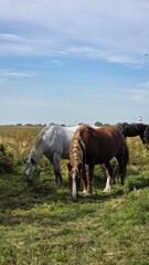 Thoroughbred horse mare on pasture. Farm animal.