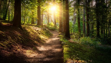 Fototapeta premium A Serene Forest Path Illuminated By Sunlight Inviting Exploration And Tranquility