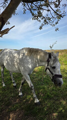 Beautiful brown horse with long mane stands prominently in natural landscape during light