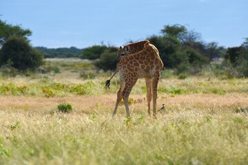 Steppengiraffe (giraffa camelopardalis) bei der Fellpflege