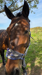 Beautiful brown horse with long mane stands prominently in natural landscape during light