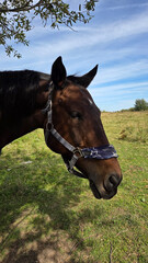 Beautiful brown horse with long mane stands prominently in natural landscape during light