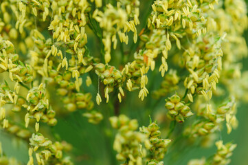 jowar grain sorghum crop farm under blue sky