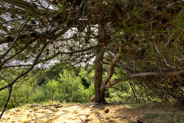 A path leading through a dense forest towards Podsilo Beach on the island of Rab, sand dunes, quicksand, Mediterranean vegetation