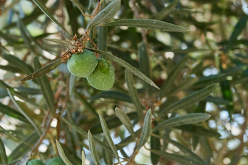 Olive tree branches with green fruits.