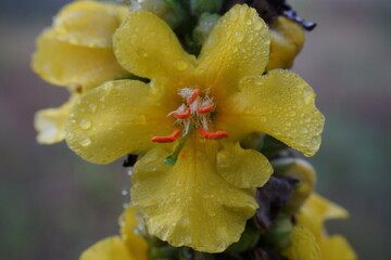 Fototapeta premium Yellow wildflower macro with water drops