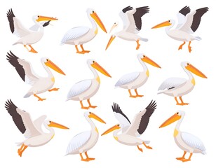 Fototapeta premium Pelicans in various poses