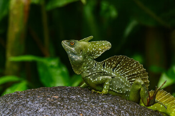 Obraz premium AI-Generated image of a striking green basilisk lizard perched on a textured rock in its natural habitat.
