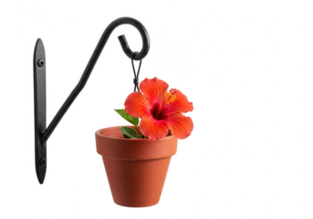 A vibrant orange hibiscus flower in a terracotta pot hangs from a black metal wall bracket isolated on transparent background