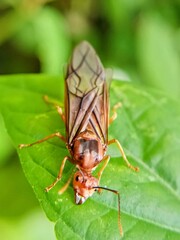 weaver ant (Oecophylla smaragdina)