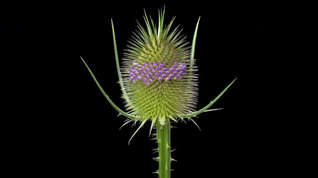Macro time lapse blooming and wilting Wild Teasel (Dipsacus fullonum) flower, isolated on pure black background