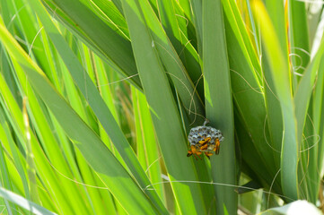 wasp hornet comb on green palm leaf insect animal