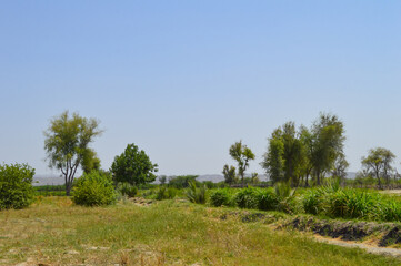 nature landscape with trees