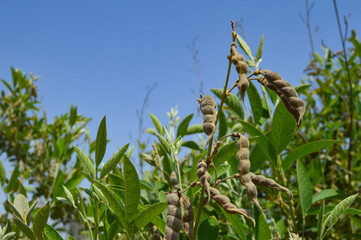 beans vegetable plants field with blue sky
