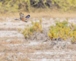 Montagu Harrier