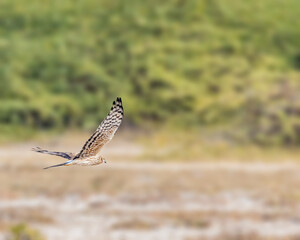 Montagu Harrier