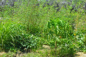 Papaya fruit tree in outdoor farm green grass