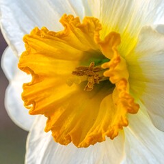 Close-up of a daffodil's vibrant center