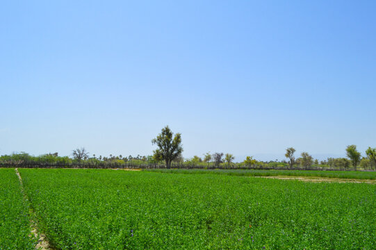 Alfa alfa grass vachellia nilotica trees green field and blue sky landscape Balochistan
