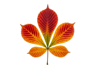 Vibrant autumnal chestnut leaf displays a rich palette of fiery reds and oranges against a striking black backdrop.