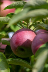 A sunlit close up of juicy fresh ripe apples ready to be picked - the colors of fall in New England at a local apple orchard