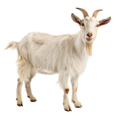 Fototapeta premium Adorable white goat standing on white background