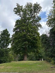 Obraz premium trees in the park