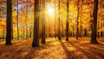 Golden Autumn Forest With Tall Maple Trees And Sunlight Through Leaves