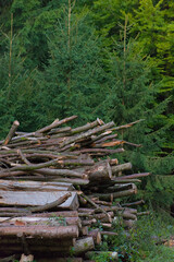 A massive pile of freshly cut logs and branches sits against a dark, dense evergreen forest, a powerful image of forestry and the raw materials of nature.