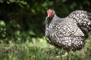 Sunlit Silver Laced Wyandotte hen on meadow with green vegetation 
