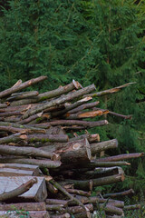 A massive pile of freshly cut logs and branches sits against a dark, dense evergreen forest, a powerful image of forestry and the raw materials of nature.
