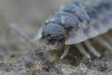 Close-up of a terrestrial isopod, showcasing its segmented body, antennae, and compound eye in a natural, earthy setting.