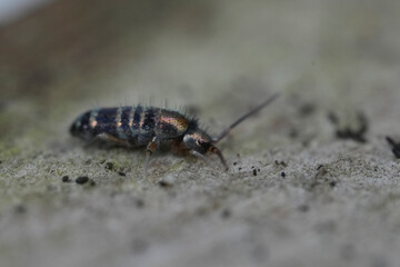 Springtail in a close-up shot showcases its distinctive striped body and antennae, crawling on a concrete surface with soil particles.