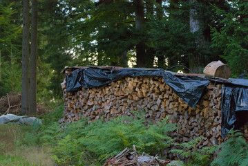 A massive stack of firewood covered with a black plastic tarp, surrounded by lush green ferns and trees, creating a scene of preparation and hard work in nature.