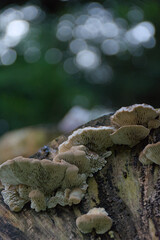 A cluster of creamy-white mushrooms with a distinct corrugated texture grows on a decaying log, capturing the intricate details and delicate lifecycle of nature.