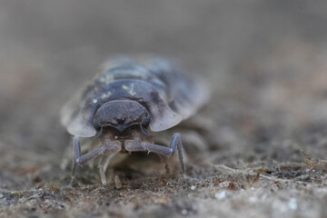 Close-up of a terrestrial isopod. The Common pillbug , Oniscus asellus has segmented body and compound eyes. The arthropod crawls over rock substrate.