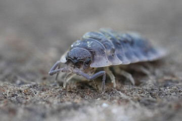 A close-up shot captures a pill bug with its segmented body and delicate legs crawling on a rough, textured surface.