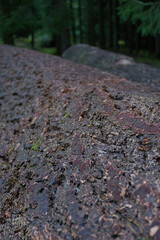 A low-angle, close-up view of a large log's textured bark, leading into a blurred background of other logs and a forest.