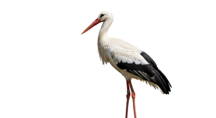 Stork with white feathers and black wingtips isolated PNG with Transparent Background