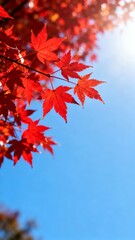 Red maple leaves against blue sky