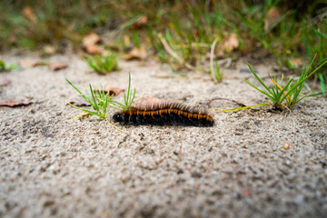 Wahner Heide Nature Reserve Caterpillar on Sandy Ground Natural Insect Life in Transition