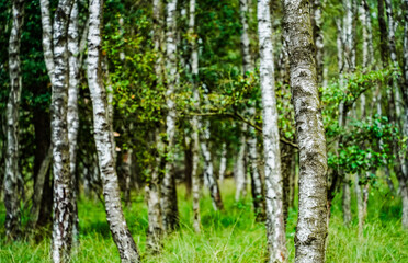 Birch Forest in Wahner Heide Natural Woodland Scene in North Rhine-Westphalia