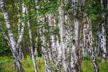 Fototapeta premium Birch Forest in Wahner Heide Natural Woodland Scene in North Rhine-Westphalia